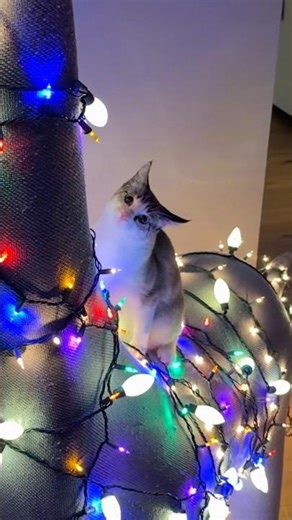 CHRISTMAS DINO 🦕 🎄