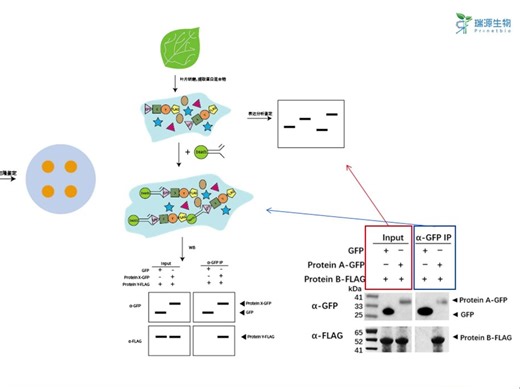 CO-IP 技术知多少？原理超详细讲解，实验流程大公开，结果解读不迷茫