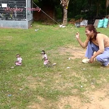 7.7K views · 151 reactions | Baby Monkeys Enjoy Playing with Mom In Front of House and they like to play with Popi and White Cat | Monkey Family | Facebook