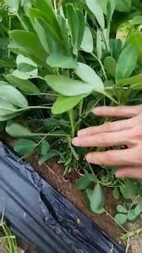 Double the Yield of Bolchan Peanuts (2 Things to Do When the Flowers Fall)