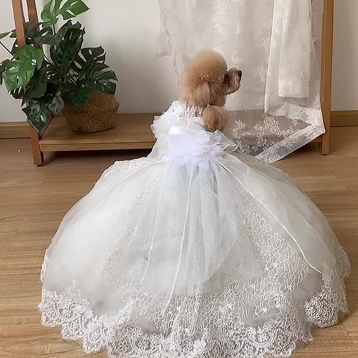 Who says only humans can rock a wedding dress? Check out our stunning full-length dog wedding dress with intricate lace details. Perfect for your furry princess on her special day! 💍🐾 #BespokeTails #DogWeddingDress #PetFashion #FurryFashion #CanineCouture #DogBridalWear #PuppyLove #DogOfTheDay #DogLover #DogStyle #FashionForDogs #WeddingDay #DogsofInstagram #WeddingDress #LuxuryPetWear #CustomMade #DogOutfit #DogApparel #PawsomeFashion #tiktokdog