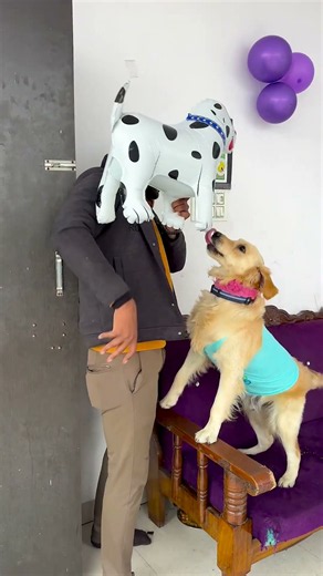 मेरे डॉग का जोकर भैया से पंगा क्यों हो गया😱 #funnydogs #shorts