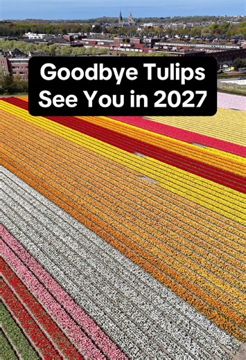The Dutch tulip season is now over with the show gardens closed and all of the flowers cut. The fields may look bare, but the Netherlands has a lot more beautiful flowers and gardens to show throughout the season. In the coming weeks, we will share some of our favourites. #tulipseason #tulips #flowerfields #netherlands #flowers @Keukenhof @Tulip Experience Amsterdam 🌷 @Tulip Festival Amsterdam @Stephan Amsterdam 🇳🇱
