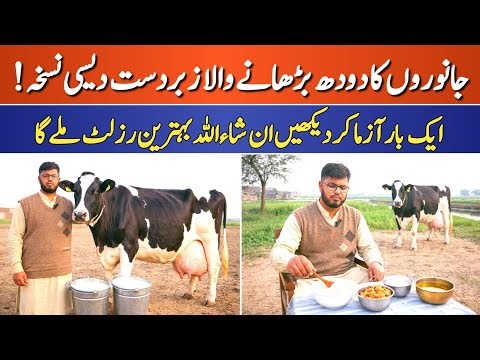 Top Method to Increase Milk Yield in Cow & Buffalo | Dairy Farming Formula