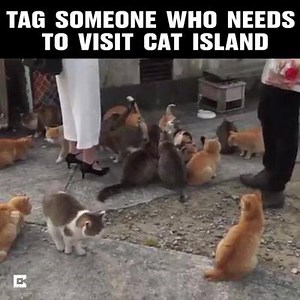 36 reactions · 27 comments | Siamese cats on Reels | Facebook