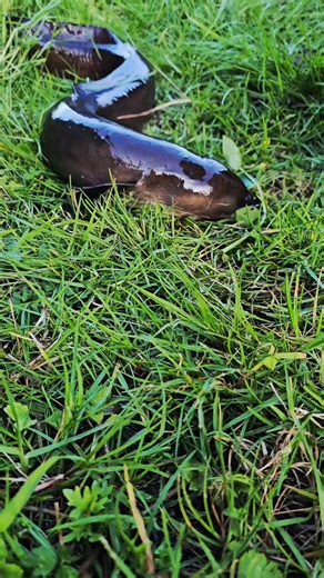 Did you know that tuna (eels) can travel not just through water, but across the land? These incredible beings have evolved to survive in two worlds, moving silently between awa, repo, and roto, guided by the rhythms of the maramataka, the tides, and the rains. When the night is dark, the air heavy with rain, and the ground wet enough to glisten, tuna begin their journey. Their bodies, sleek and powerful, allow them to wriggle and glide across damp grass, mud, and forest floor, even climbing gent