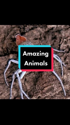 👽Are there aliens among us? This video showcases astonishing creatures like the Urutau, a molting spider, and a butterfly that camouflages as a leaf, resembling beings straight out of science fiction and alien movies. #alien #ovini #mistery See too @Nature Symphony @Nature Symphony @Nature Symphony