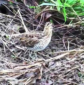 タシギ調布地区ショート 2026年4月5日 #タシギ #野鳥 #birds #wildlife #nature #自然観察ぶらり散歩