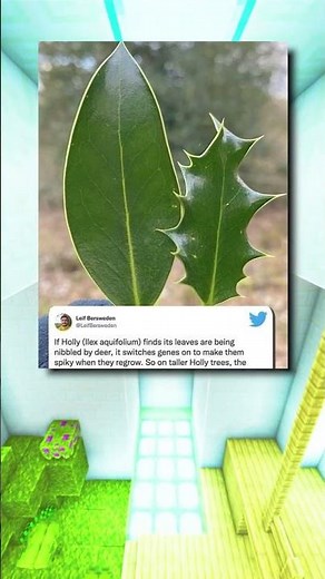 Leaves Fun Fact🤓☝️🍃