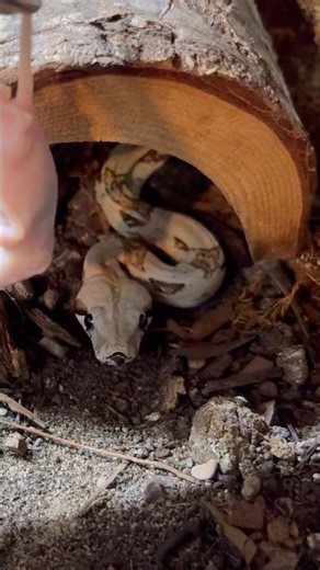 Feeding time for the massive red tail boa