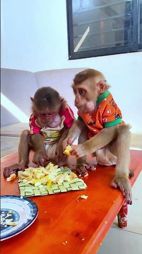 These Monkeys Eat Like Humans ! #monkey #usa #unitedstates
