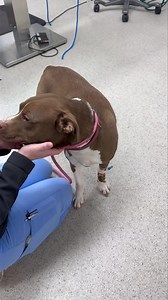 9.2K views · 283 reactions | Another unspayed dog in dire need of a pyometra surgery. We called all of our local ERs and specialty clinics. The average estimate for this surgery is between $7-10,000. Who can afford this? Certainly not the people who were struggling to be able to afford the spay. Stay tuned for more on her progress today. | Jarrettsville Vet Center | Facebook