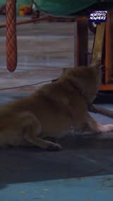 Her Back Legs Gave Out