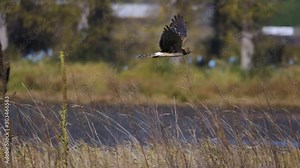 Northern Harrier hawk in flight hovering wings looking down over tall grass meadow hunting searching for food slow motion close up side view