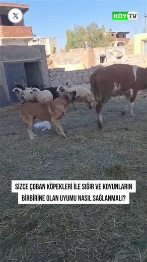 HOW SHEPHERDING DOGS, CATTLE AND SHEEP CAN BE COMPATIBLE WITH EACH OTHER? #village #cow #kangal