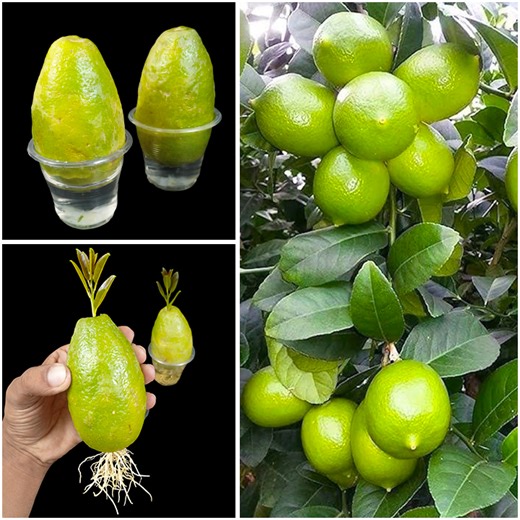 15K views · 273 reactions | How to grow lemon plants at home from fruits || Best & easy method for planting | DIY IndoorGarden | Facebook