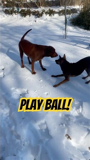 Dogs in snow, 😁😎❤️, redbone coonhound, Taiwan dog, 台灣犬 土狗
