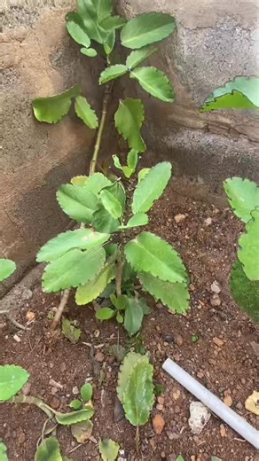 4.9K views · 73 reactions | Spiritual Benefits Of Miracle Leaf | Uses Of Herbal Medicines | Facebook