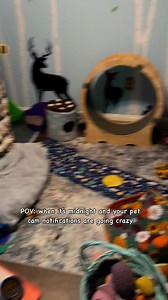 83K views · 3.3K reactions | Ferret proofing fail. Ferrets will...