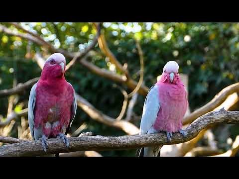 Facts About Pink Cockatoos That Will Surprise You! 😍