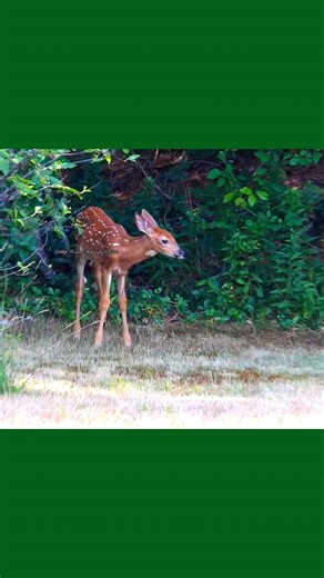 Baby Deer Fawn foraging #thesearedays #10000maniacs #nataliemerchant
