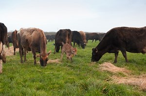 Colostrum & calf immunity – why is it such a race against the clock? Anexa