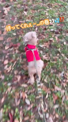 散歩でへとへとになる飼い主がコチラ…👀💦⁉️ #ぷぷさん #happy #トイプードル #dog #shorts #走る走る #へとへと #げんき #公園 #生鮮館げんさん