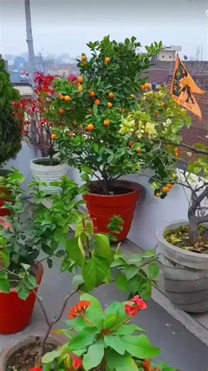 Beautiful flowers||Amazing flowers||Gardening #shorts #youtubeshorts #nature #ytshorts ‪@ersaminul‬