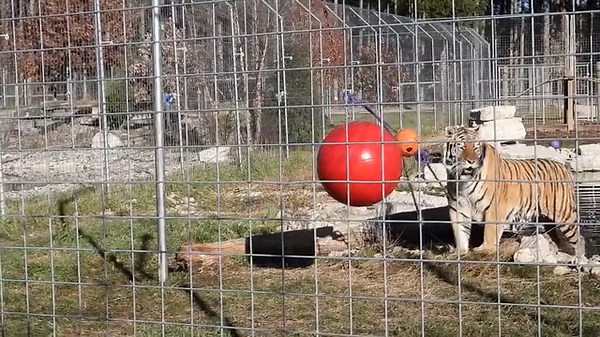 34K views · 4.3K reactions | Thick & hard plastic balls are commonly...
