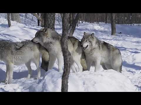 Wolf mating crossing romance