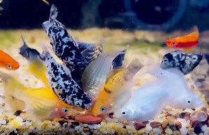 Balloon mollies #paulsaquariums #brisbane | Paul's Aquariums