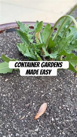 Spice up your flower beds with containers