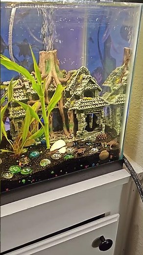 Betta and African dwarf frogs planted aquarium