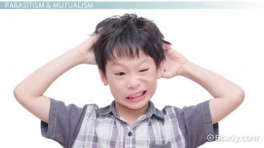 Symbionts | Definition, Types & Examples