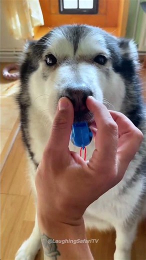 The Goofiest Animals on the Internet 😂 (Crazy Cats, Dogs & Birds Fails) #funnyanimals #catfails #dog