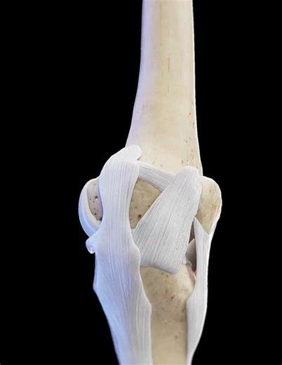 #anatomyeducation #kneeligaments #sciepro | scitechnol