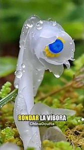 Plants that scream “snakes nearby!” 🌿🐍😱#shorts #Nature #Curiosities