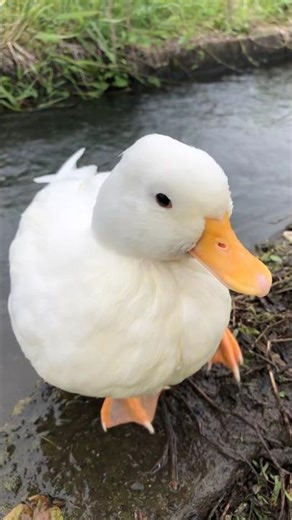 Duck so cute pet #duck #gachua #funny #mypetdn #birds #cute #animals #goose #chicken #duckshorts