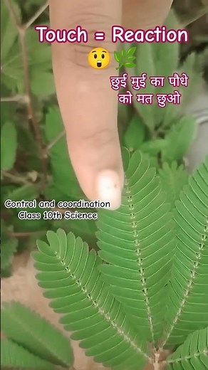 Touch Me Not Plant Reaction 🌿 | Photonasty | Mimosa Pudica | Class 10 Science #shorts 💯🌞🌅🪴🏝️😱