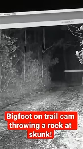 Bigfoot Lovers | Bigfoot on Trail Camera Throwing a Rock at a Skunk! . . . #bigfootsighting #bigfootisreal #sasquatch #sasquatchsighting #bigfoot... | Instagram