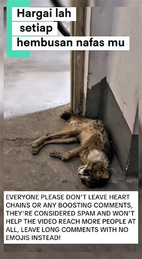 KUCING DI UJUNG MAUT #kucinganggoralucudanimut #funny #cute #comedy #kucinglucu#nizamkucinglucu