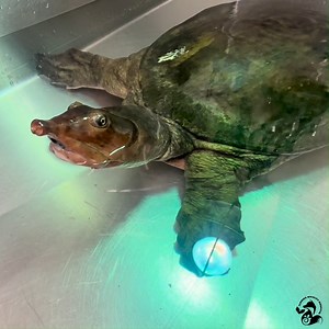 2.3K views · 62 reactions |  Did you know that softshell turtles get...