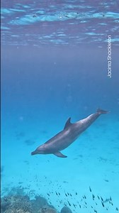 4.8M views · 39K reactions | Killer whales chase down sealions! | BBC Earth | Facebook