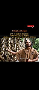 “The world builds bridges with cement… Meghalaya builds bridges that are alive.” 🌱🌉 In Cherrapunji, rain is so powerful that iron rusts and wood washes away. So the locals didn’t fight nature — they worked with it. They guided the roots of the Rubber Tree (Ficus elastica) across rivers using hollow betel-nut trunks. Not in days… but in 15–20 years. What starts as thin roots slowly weaves into a bridge strong enough to hold 50 people at once. Concrete bridges weaken with time. This bridge grows