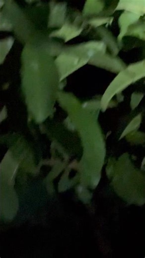 Ghost Hunter 👹 #plants #shortsfeed