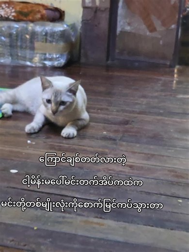 ကိုမေကိုလိုးကြောင် လွန်ကိုလွန်တယ်🙂🙂#cat #mama #love