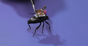 Wireless Tiny Cameras Can Be Mounted On Insects