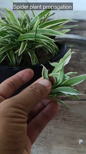 169K views · 1.2K reactions | Spider plant grow roots from runners  #spiderplant #gardening #plants #reels #facebookviral #viralpost2025 #plantsreels #gardenreels | Gardening Ideas | Facebook