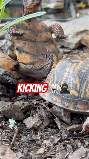 My Eastern Box Turtle Knows Martial Arts! 🐢🥋 | Mini Ninja in Action