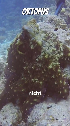 Octopus color change 🐙